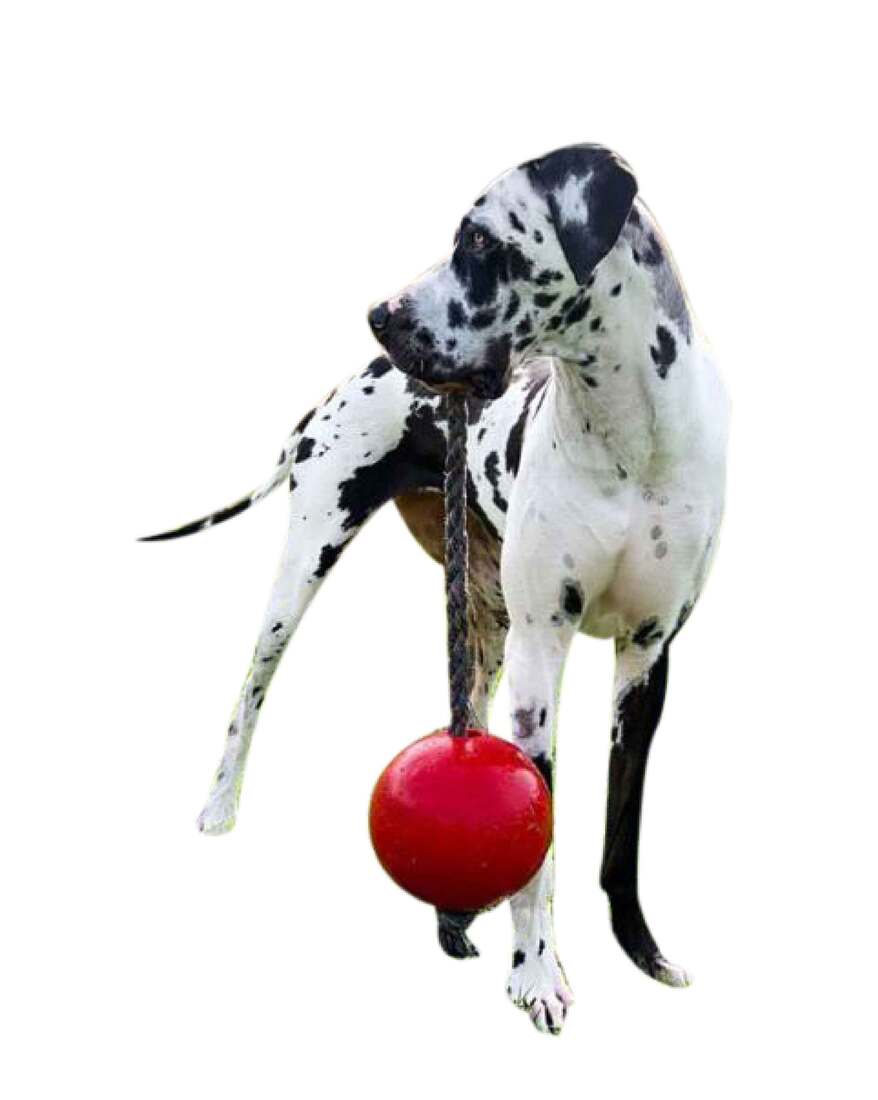 Jolly Pets Romp N Roll Orange, 6 Inches