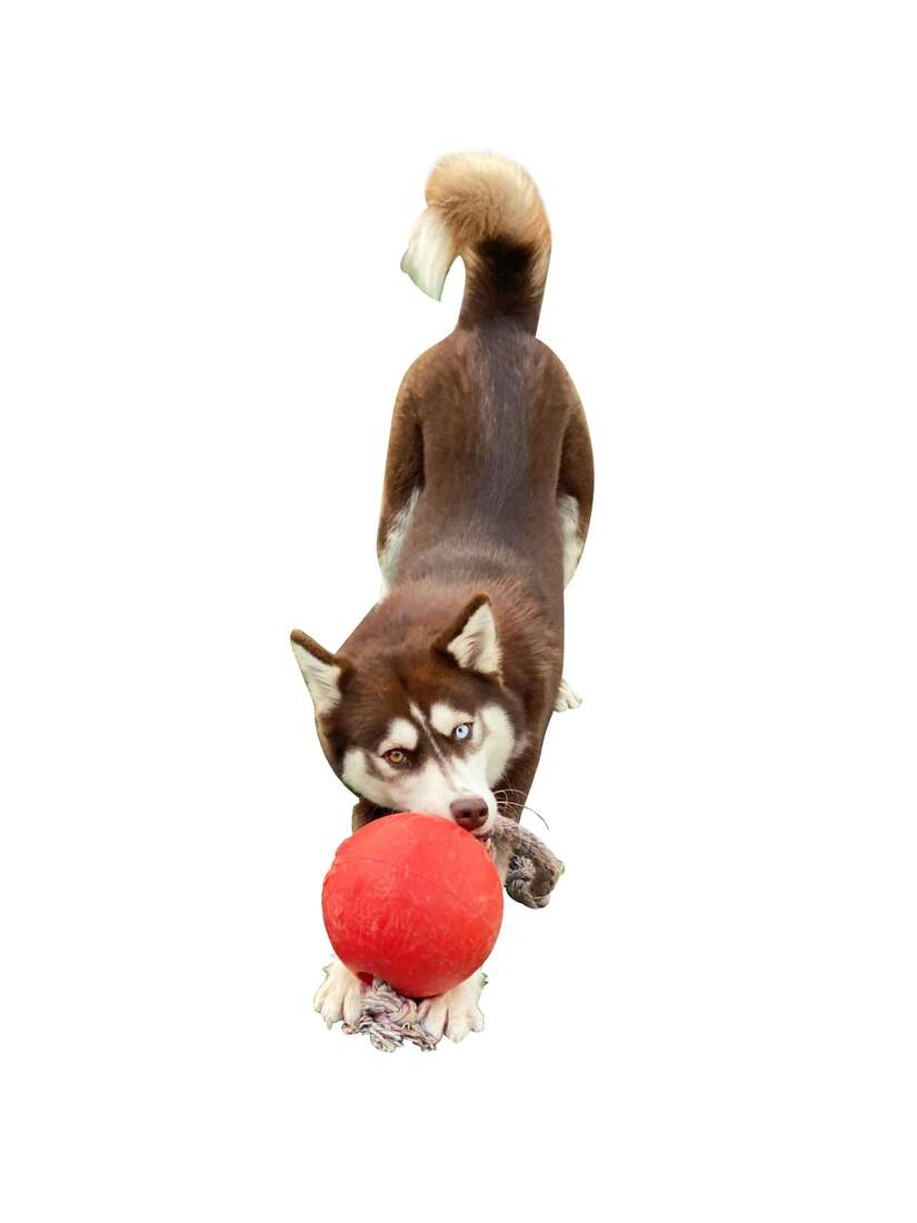 Jolly Pets Romp N Roll Red, 8 Inches