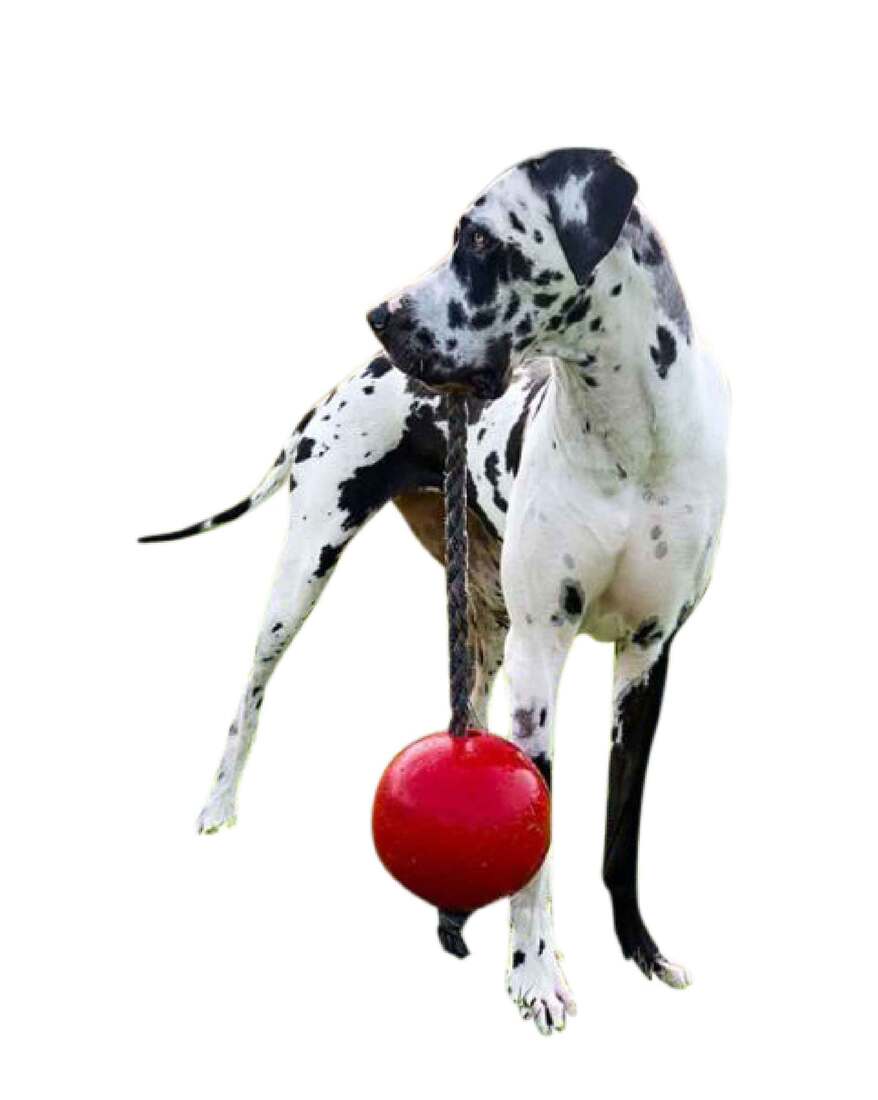 Jolly Pets Romp N Roll Red, 8 Inches