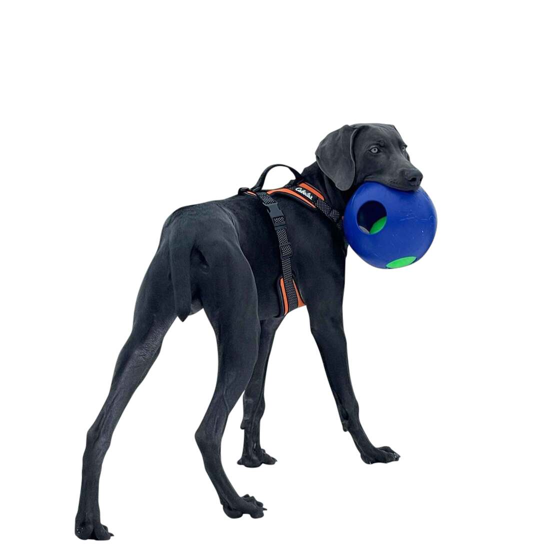 Jolly Pets Teaser Ball Dog Toy, Blue, 8 Inches