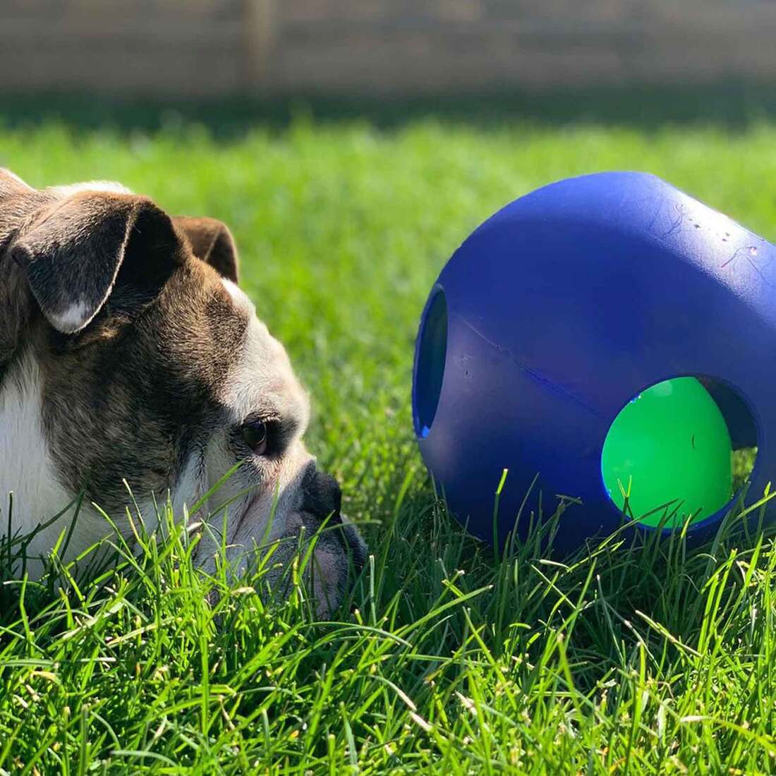 Jolly Pets Teaser Ball Dog Toy, Blue, 8 Inches