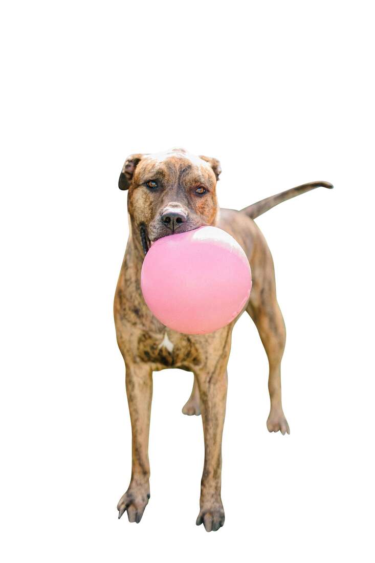 Jolly Pets Bounce-N-Play Dog Toy, Pink, 8 Inches