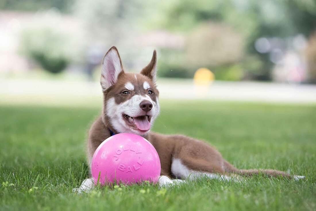 Jolly Pets Bounce-N-Play Dog Toy, Pink, 8 Inches