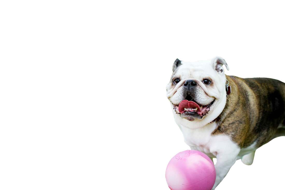 Jolly Pets Bounce-N-Play Dog Toy, Pink, 8 Inches