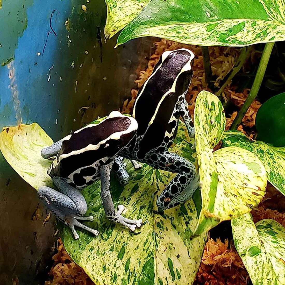 Joshs Frogs Dart Frog Biobedding Substrate, 4 Quart