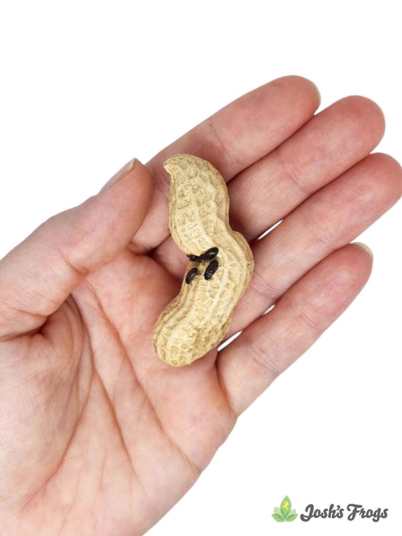 Joshs Frogs Peanut Beetle Culture, 16 Ounces - Not Available For Delivery