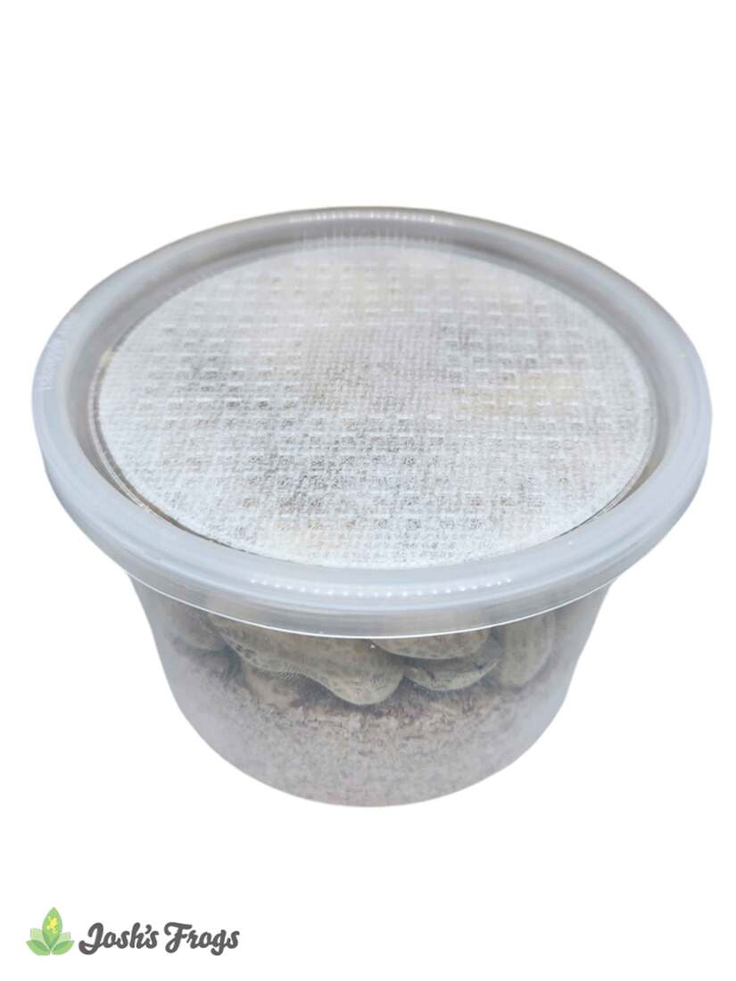 Joshs Frogs Peanut Beetle Culture, 16 Ounces - Not Available For Delivery