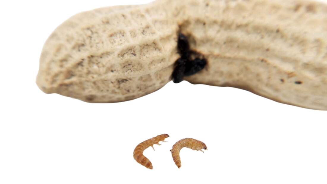 Joshs Frogs Peanut Beetle Culture, 16 Ounces - Not Available For Delivery