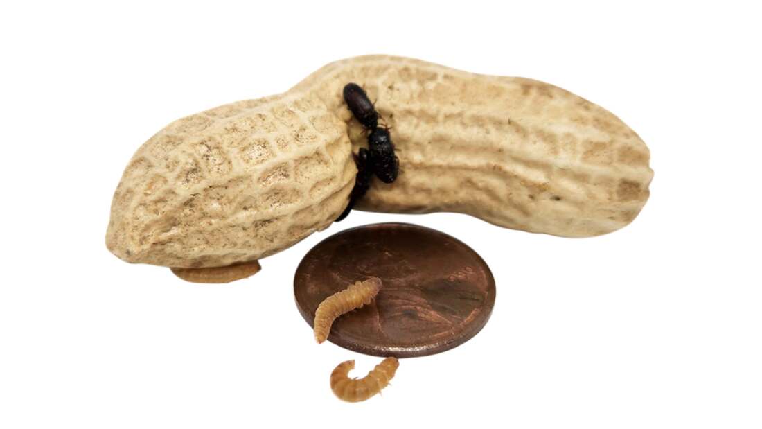 Joshs Frogs Peanut Beetle Culture, 16 Ounces - Not Available For Delivery