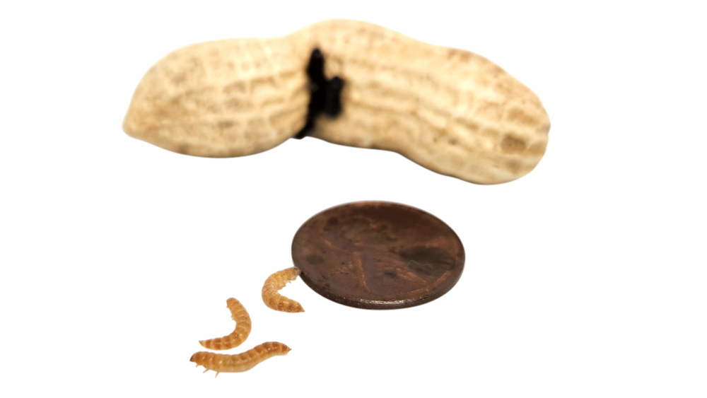 Joshs Frogs Peanut Beetle Culture, 16 Ounces - Not Available For Delivery