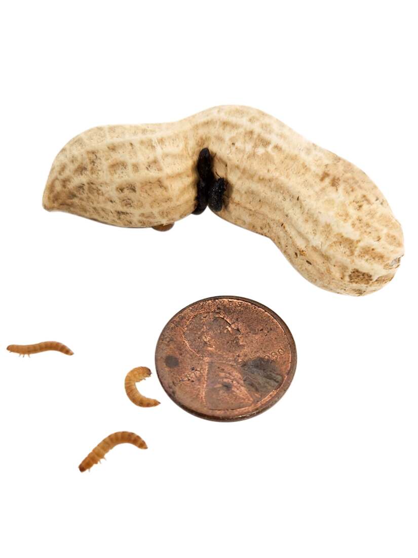Joshs Frogs Peanut Beetle Culture, 16 Ounces - Not Available For Delivery