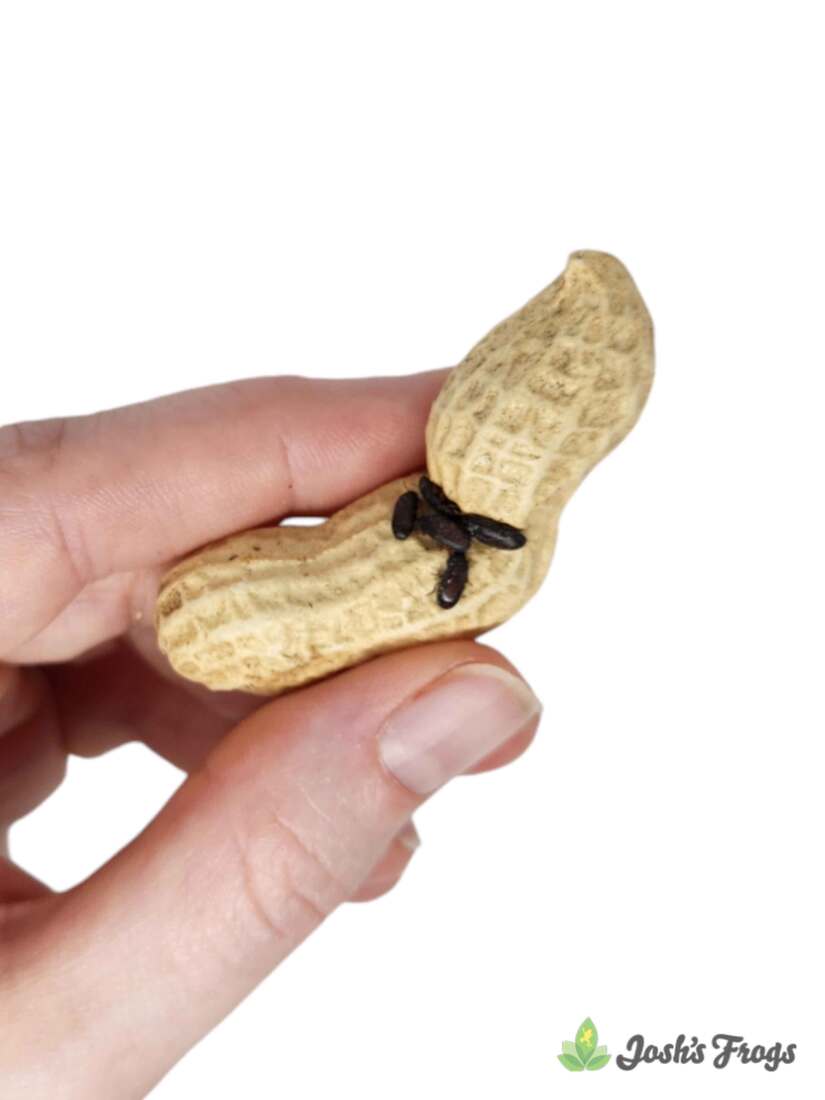 Joshs Frogs Peanut Beetle Culture, 16 Ounces - Not Available For Delivery