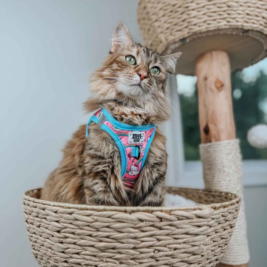 Sassy Meow Cat Harness, Hello Kitty Rainbows, Medium | Pet