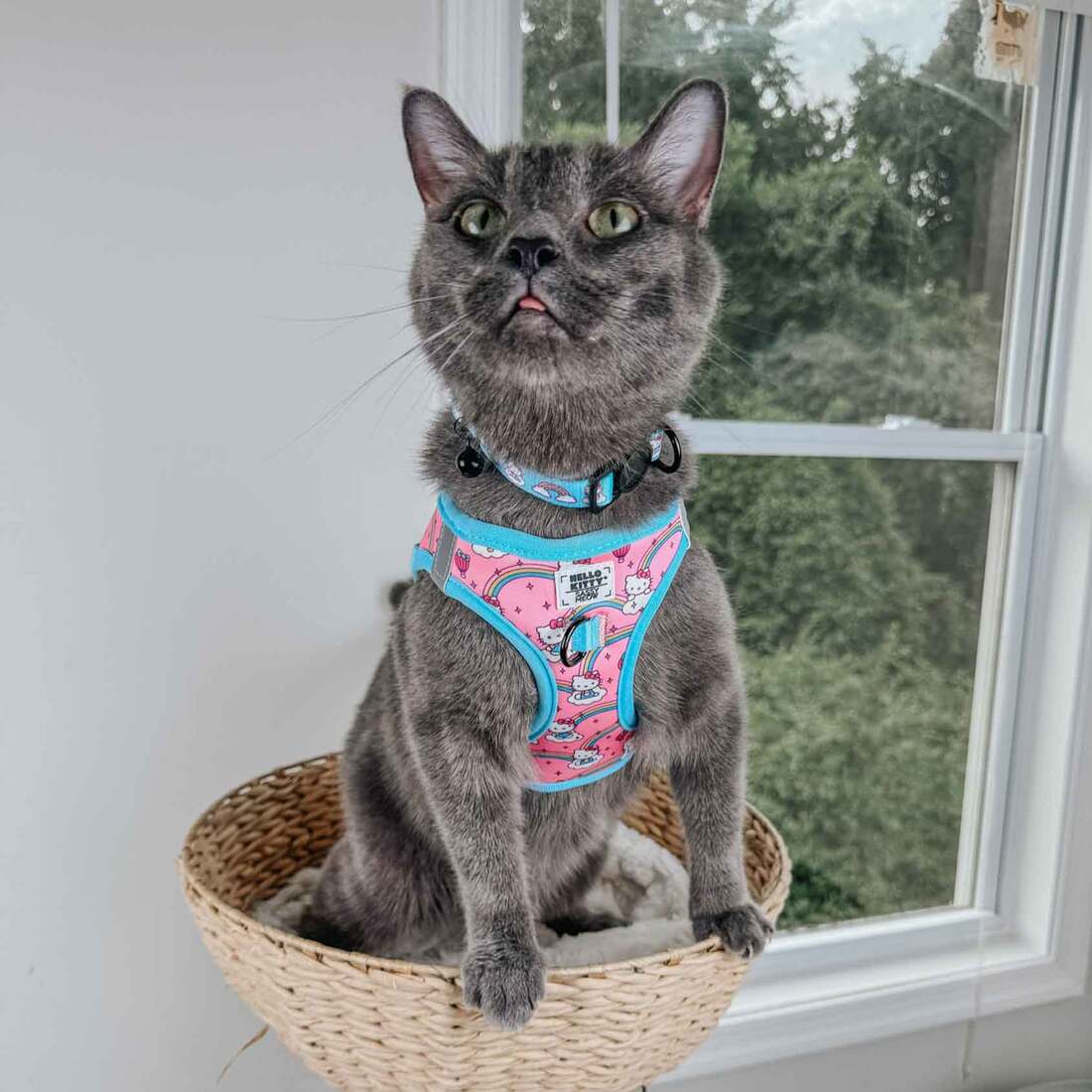 Sassy Meow Cat Harness, Hello Kitty Rainbows, Medium | Pet