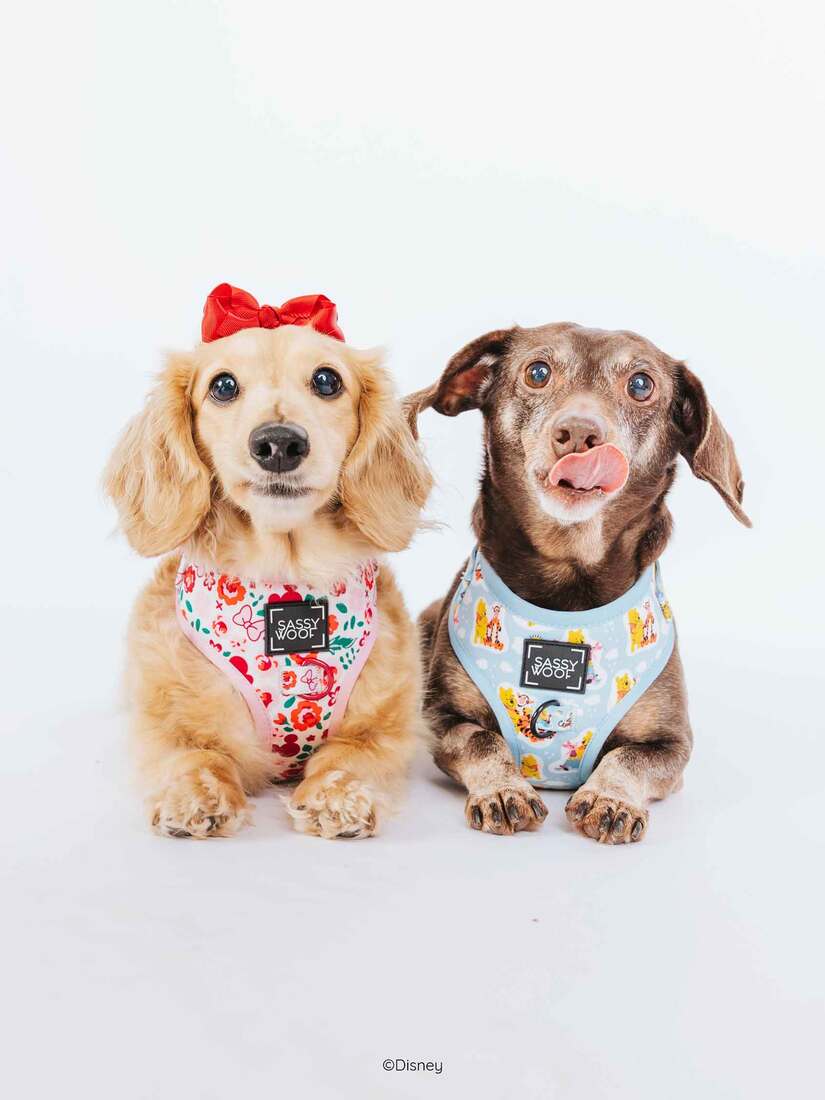 Sassy Woof Adjustable Dog Harness, Disney's Minnie Mouse Garden