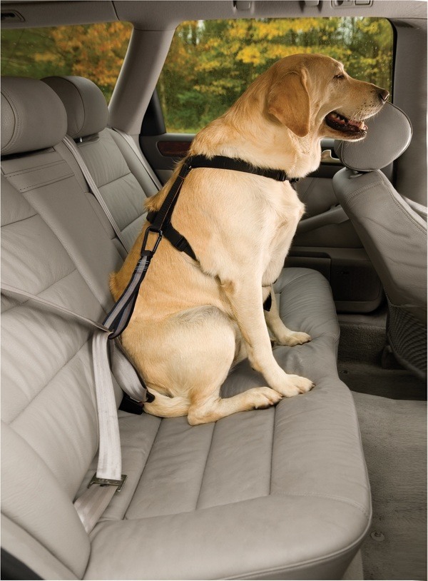 Kurgo Vehicle Seatbelt Tether for Dogs - Black