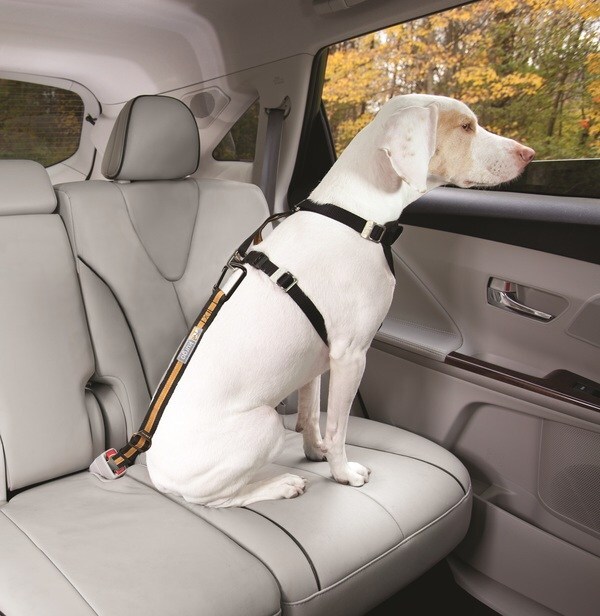 Kurgo Direct to Seatbelt Tether for Dogs - Orange/Black