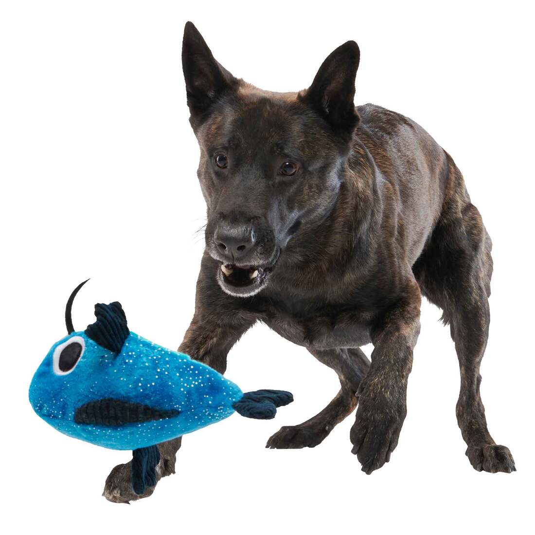 Bark Catfish Claude Catfish Fish Blue Plush Dog Toy