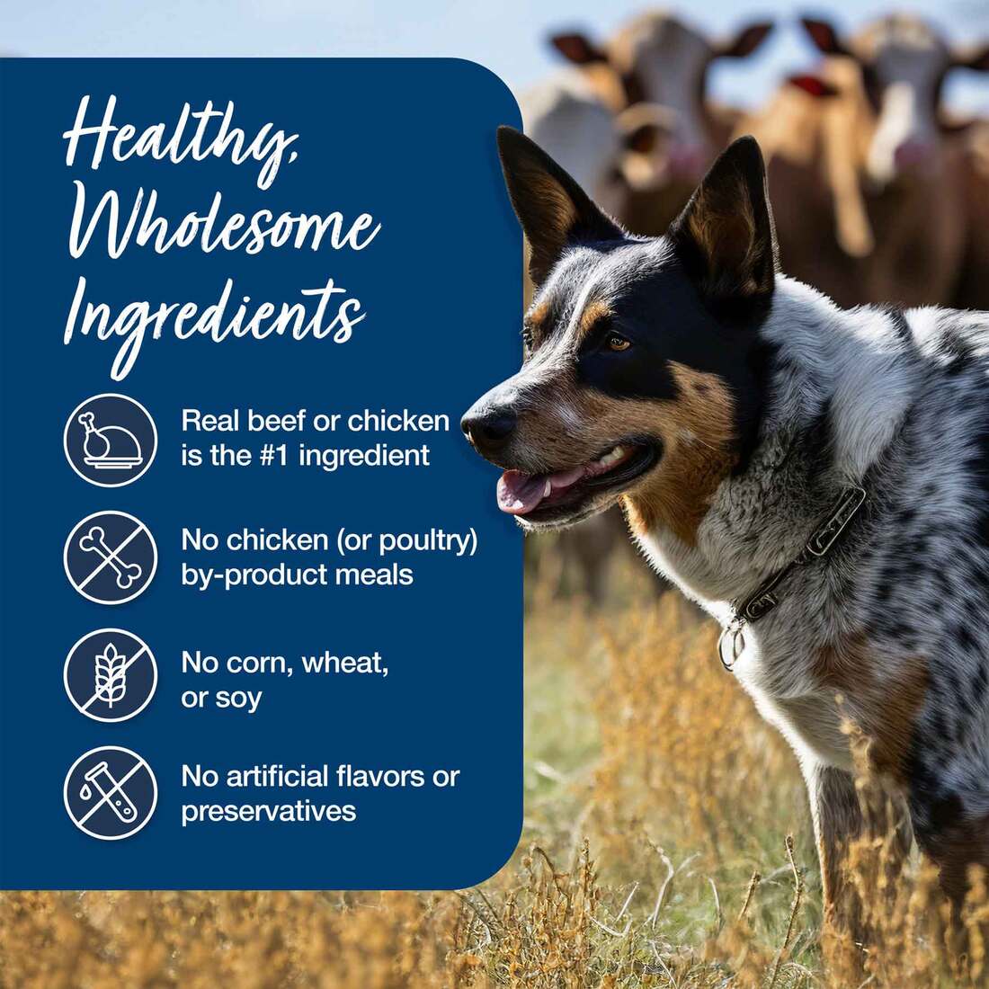 Blue Buffalo Blue's Stew Chicken & Beef In Gravy Wet Dog Food Variety Pack for Adult Dogs, Grain-Fre