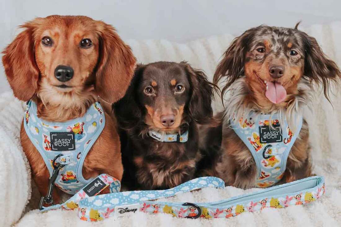 Sassy Woof Dog Collar, Disney's Winnie the Pooh, Small | Pet