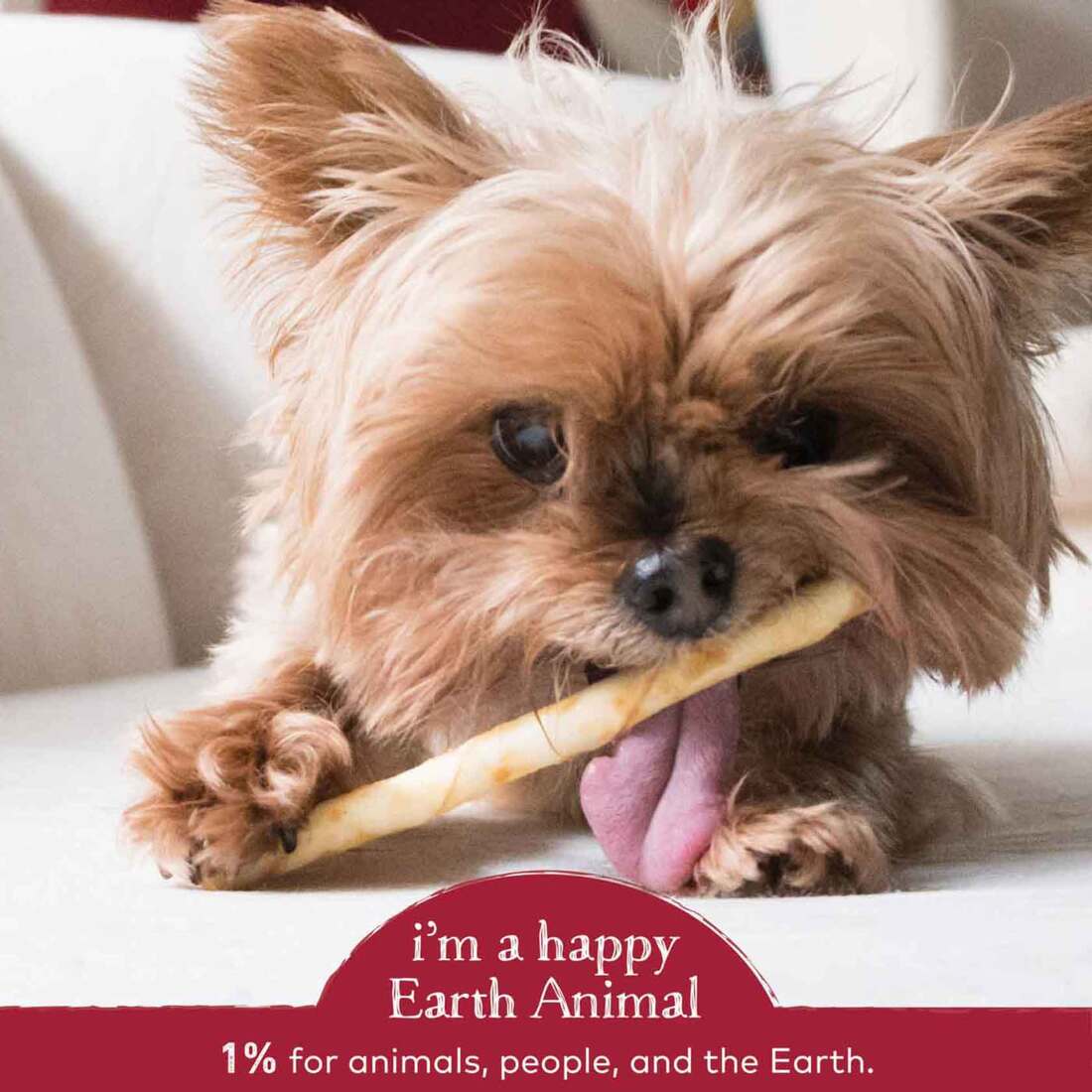 Earth Animal No-Hide Grass-Fed Beef Stix Natural Rawhide Alternative Dog & Cat Chews, 10 Pack
