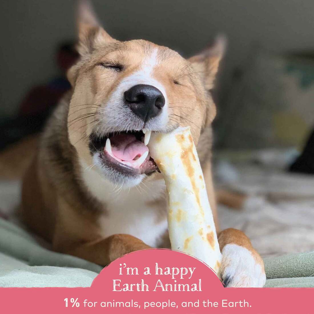 Earth Animal No-Hide Wild-Caught Salmon Medium Natural Rawhide Alternative Dog Chew, 1 Count