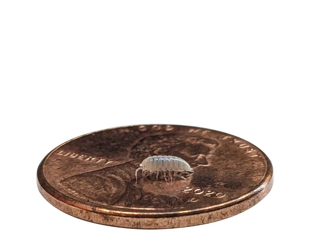 Joshs Frogs Isopod Hanger Cup, Assorted Species, 4 Ounces - Not Available For Delivery
