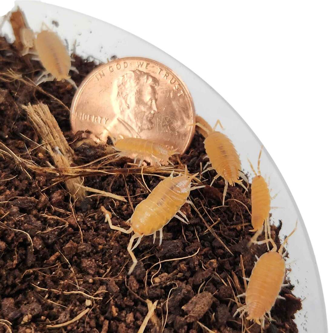 Joshs Frogs Isopod Hanger Cup, Assorted Species, 4 Ounces - Not Available For Delivery