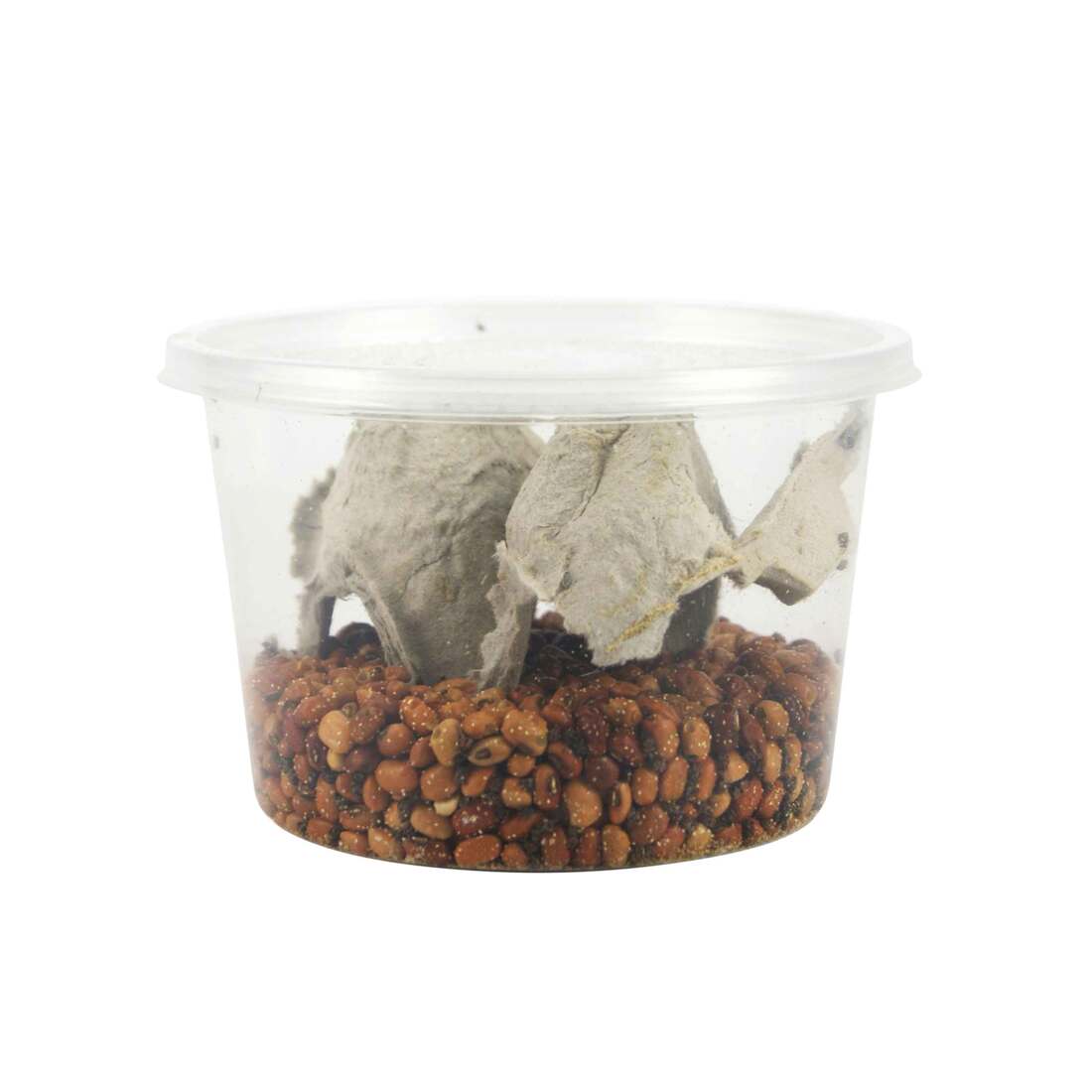 Joshs Frogs Bean Beetle Culture, 16 Ounces - Not Available For Delivery