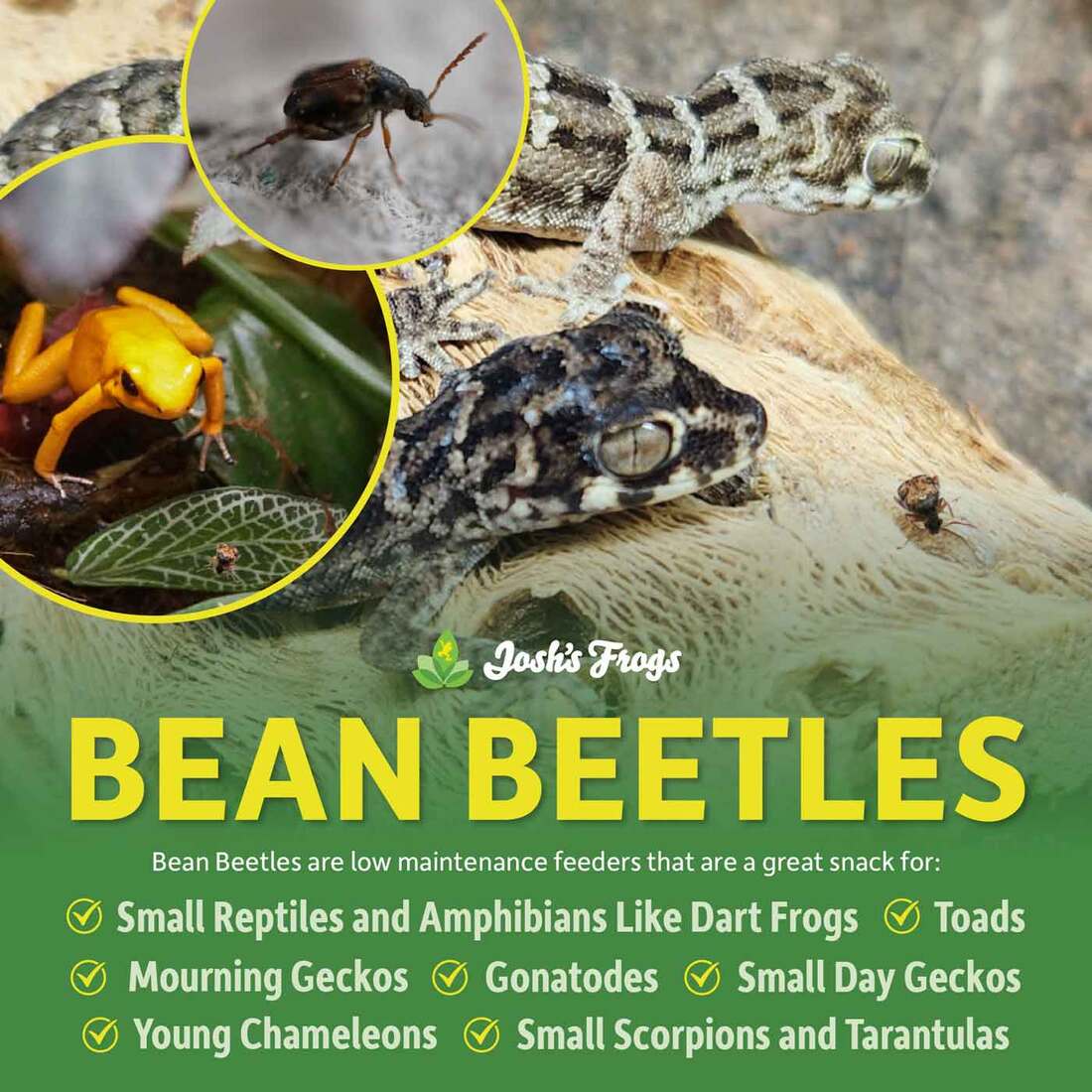 Joshs Frogs Bean Beetle Culture, 16 Ounces - Not Available For Delivery
