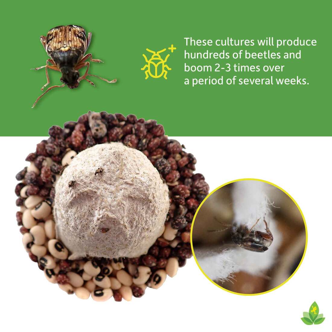 Joshs Frogs Bean Beetle Culture, 16 Ounces - Not Available For Delivery