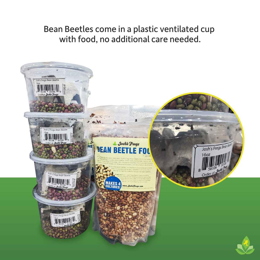 Joshs Frogs Bean Beetle Culture, 16 Ounces - Not Available For Delivery