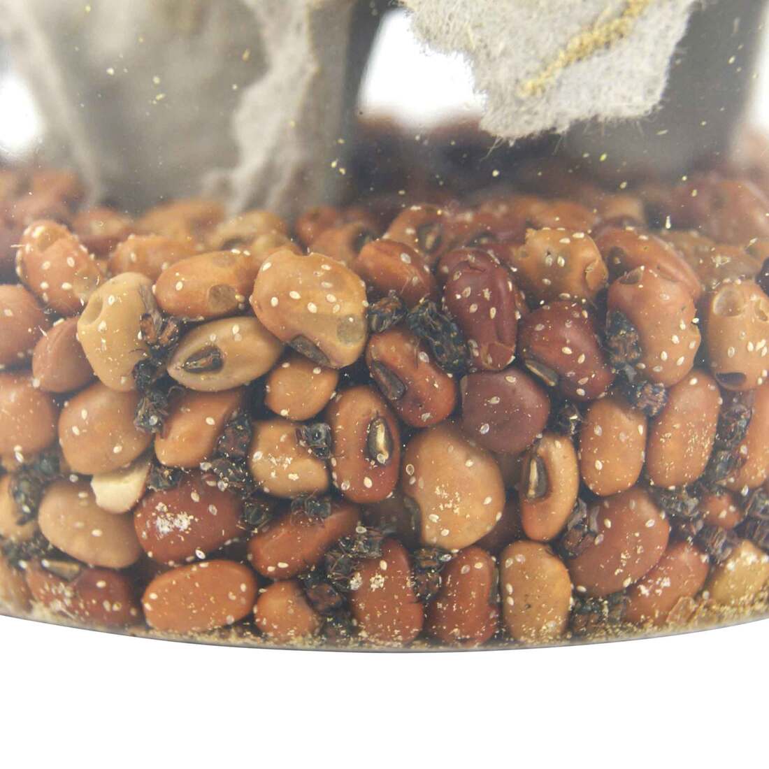 Joshs Frogs Bean Beetle Culture, 16 Ounces - Not Available For Delivery