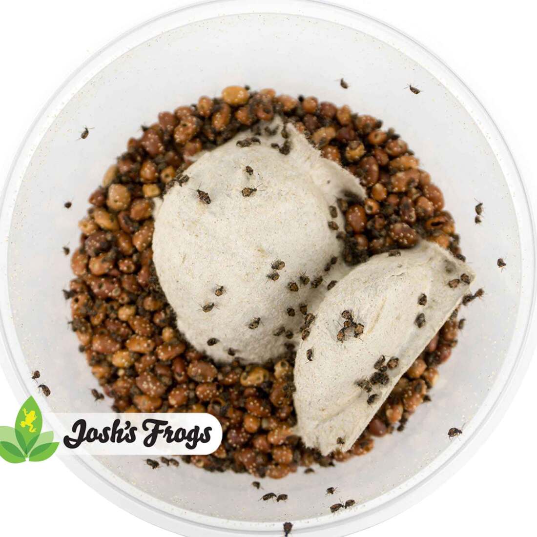 Joshs Frogs Bean Beetle Culture, 16 Ounces - Not Available For Delivery