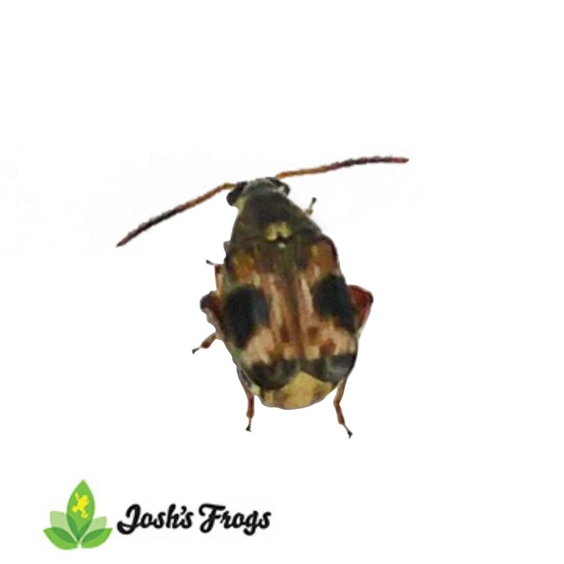 Joshs Frogs Bean Beetle Culture, 16 Ounces - Not Available For Delivery