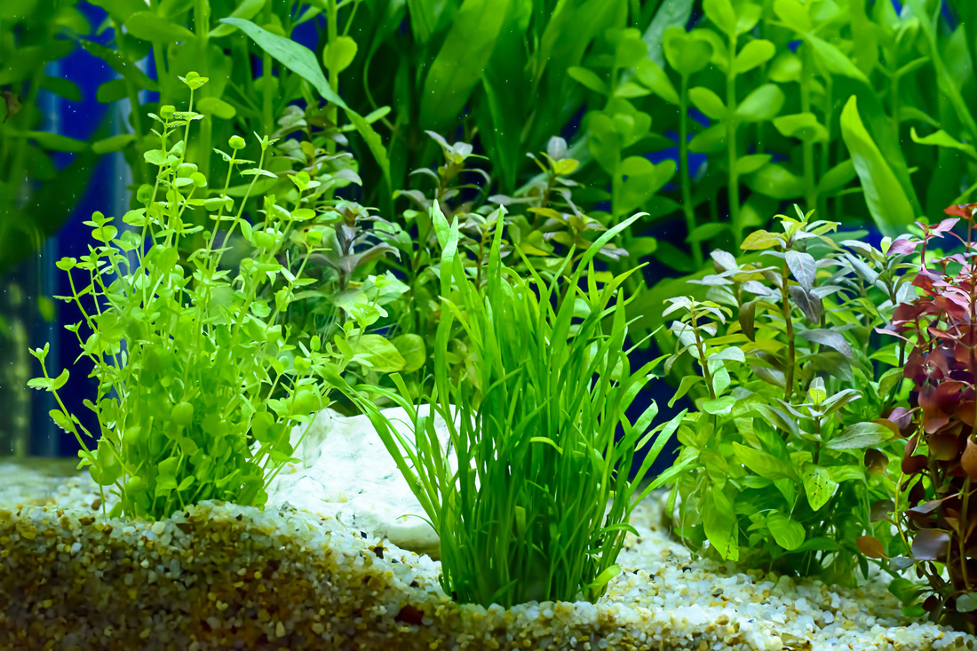 Aquatic Plants 