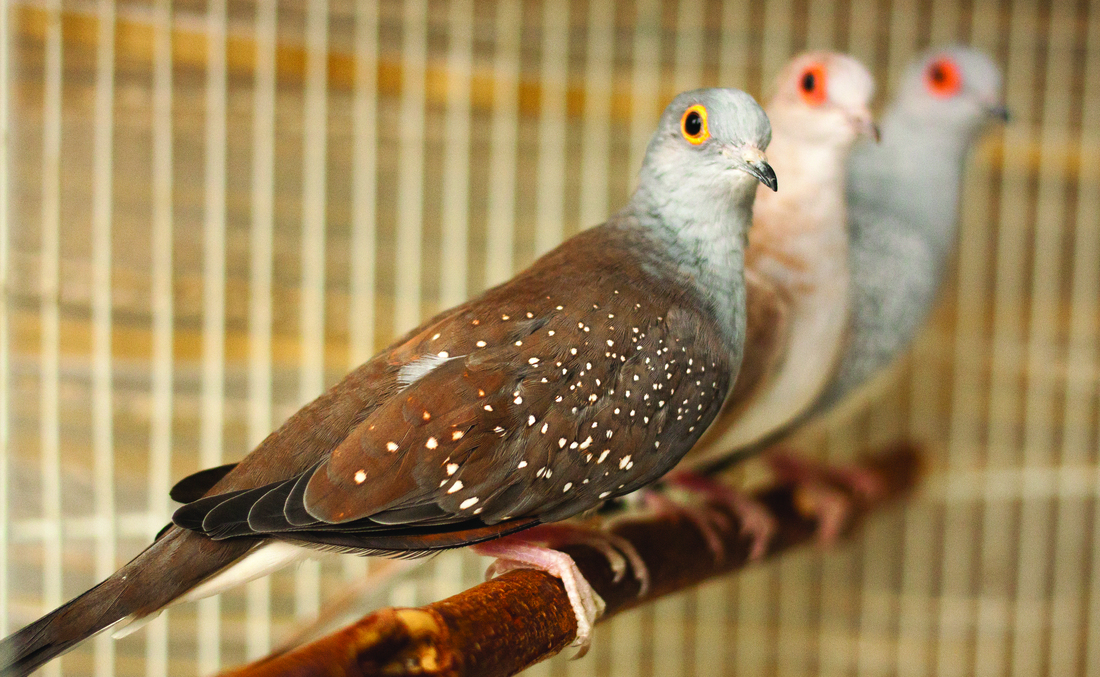 Ring-neck or diamond dove photo