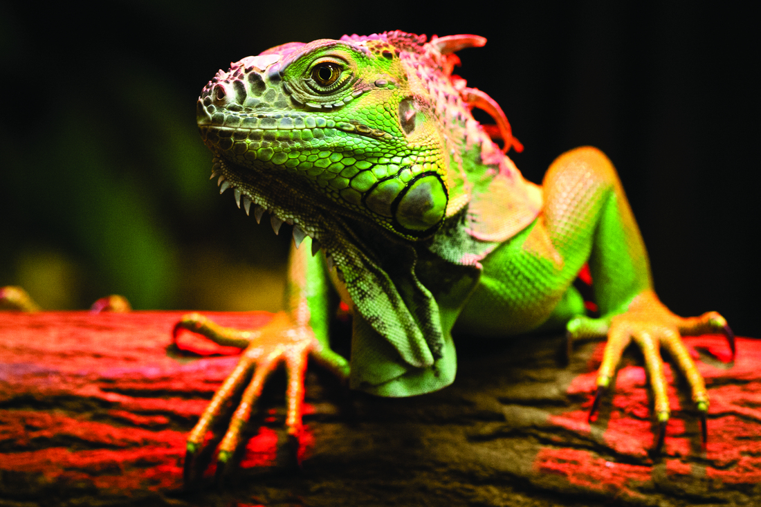 Red/Green Iguana