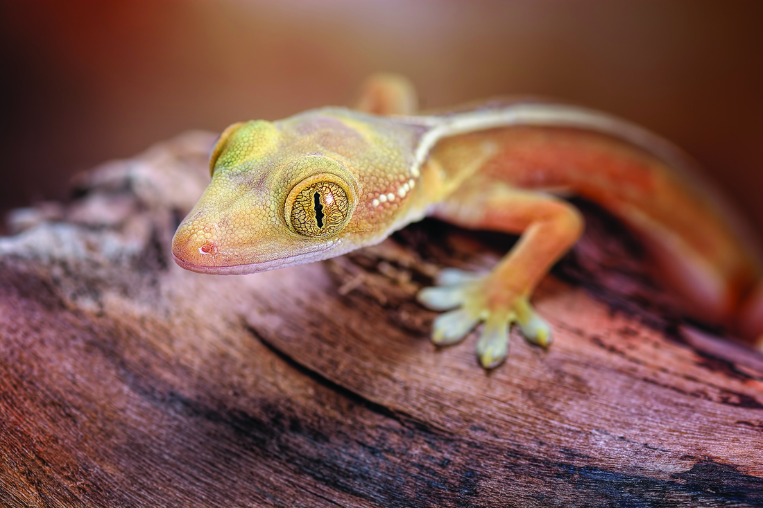 White Lined Gecko