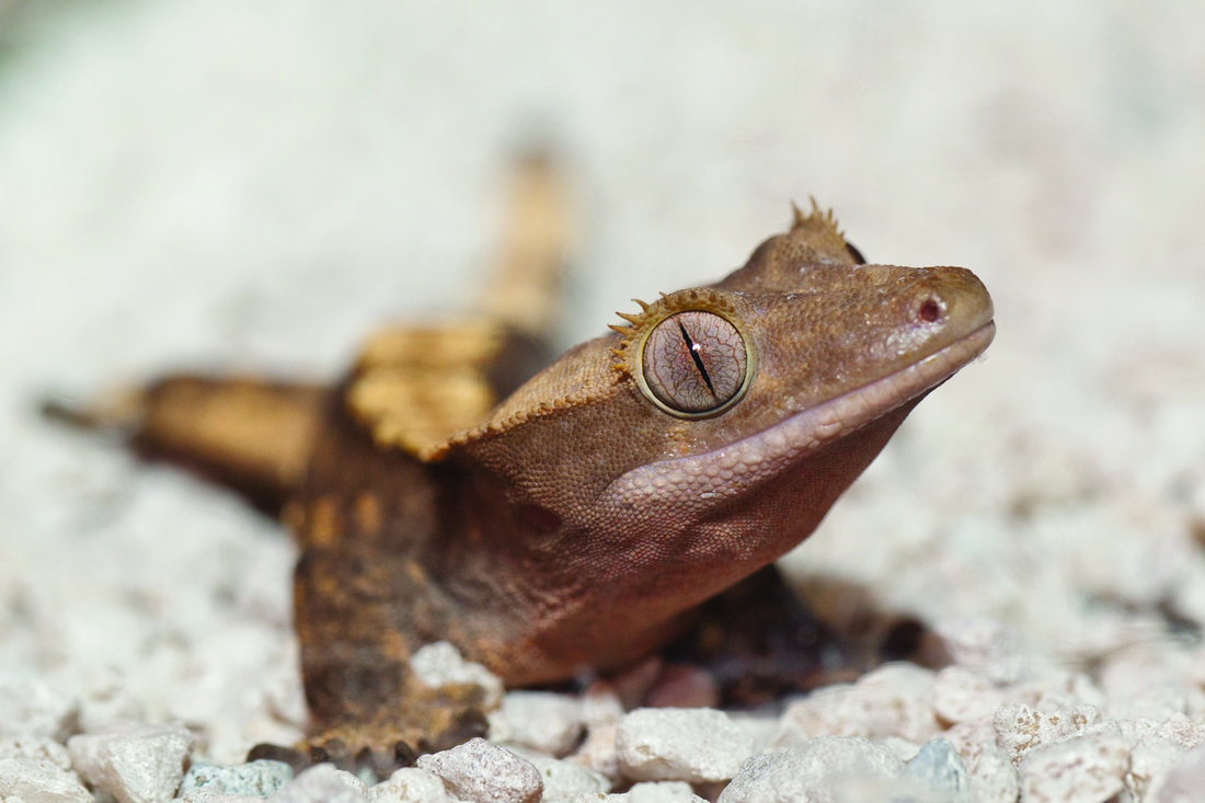 Crested Gecko