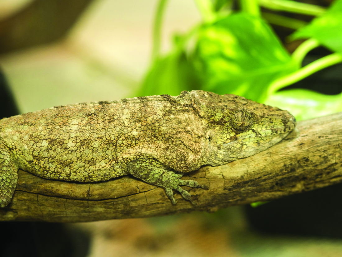 Cuban False Chameleon