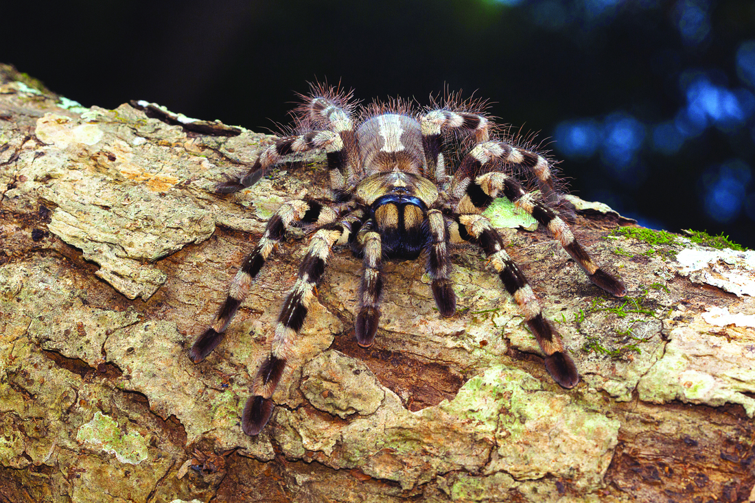 Arboreal Tarantula