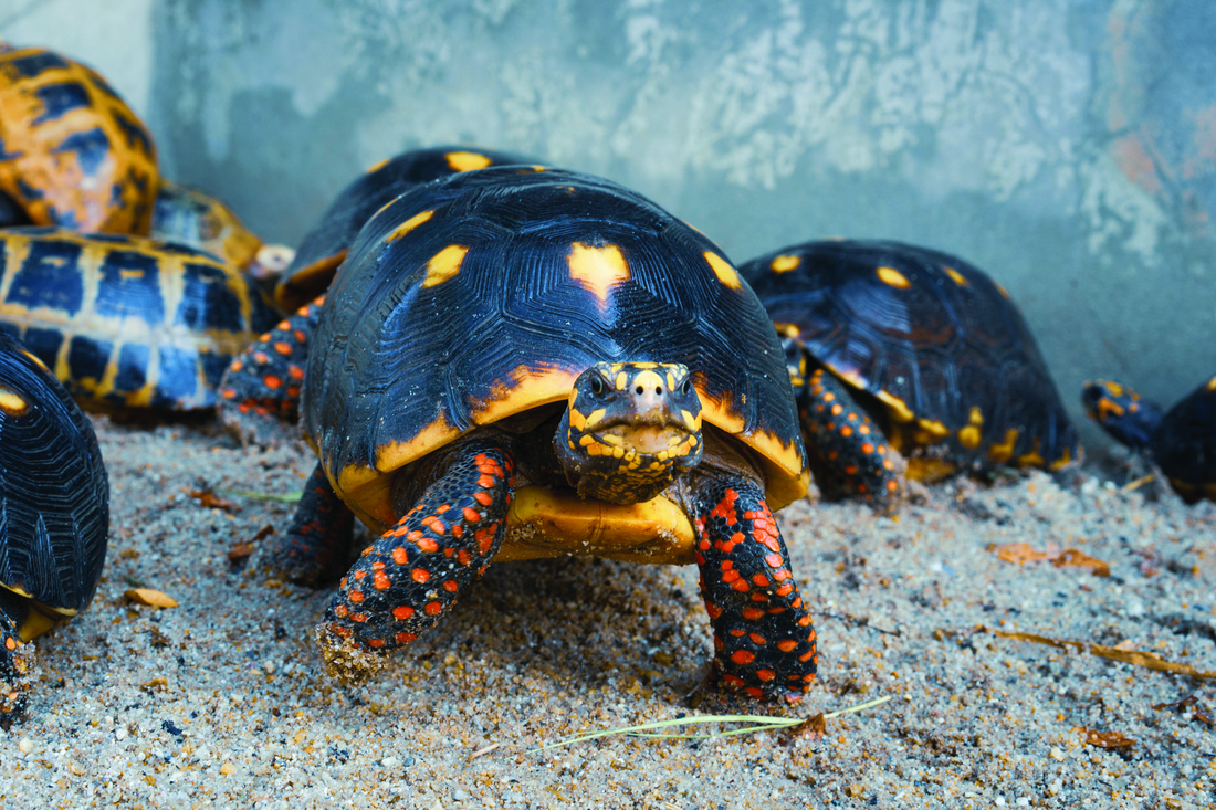 Red Footed Tortoise