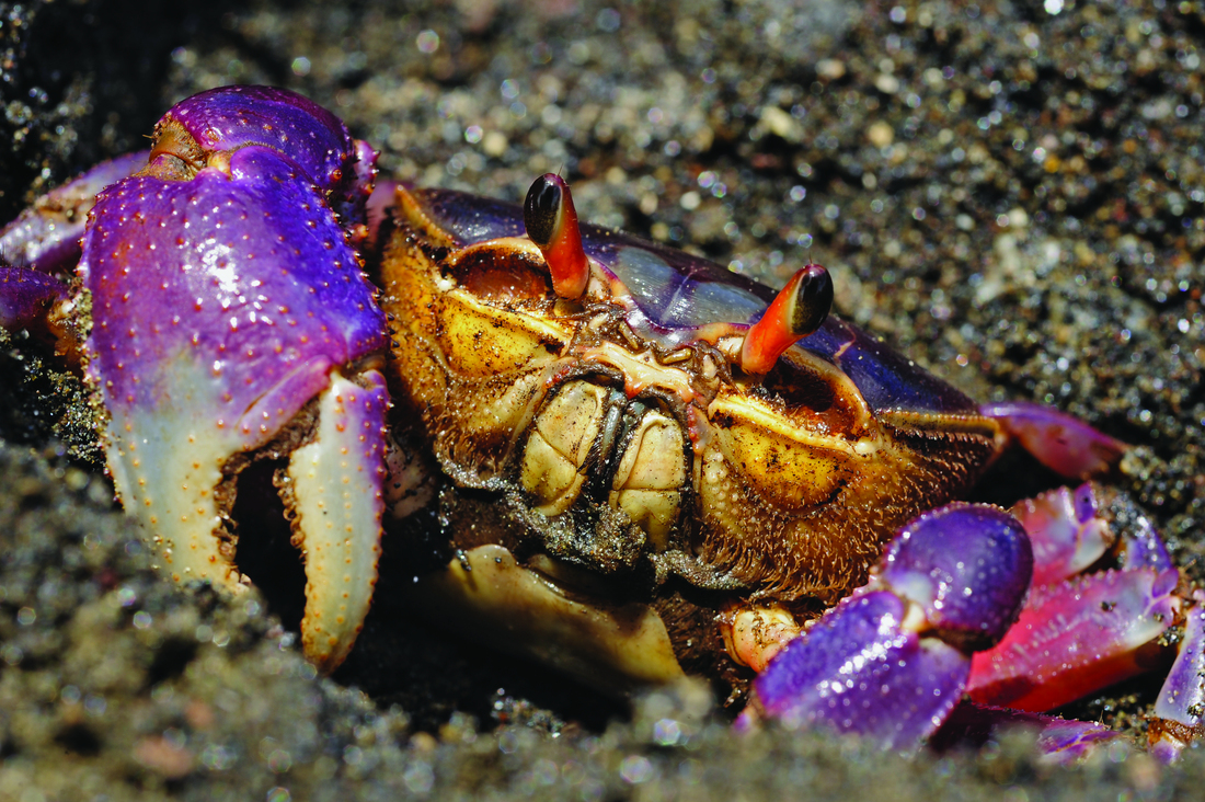 Halloween Crab