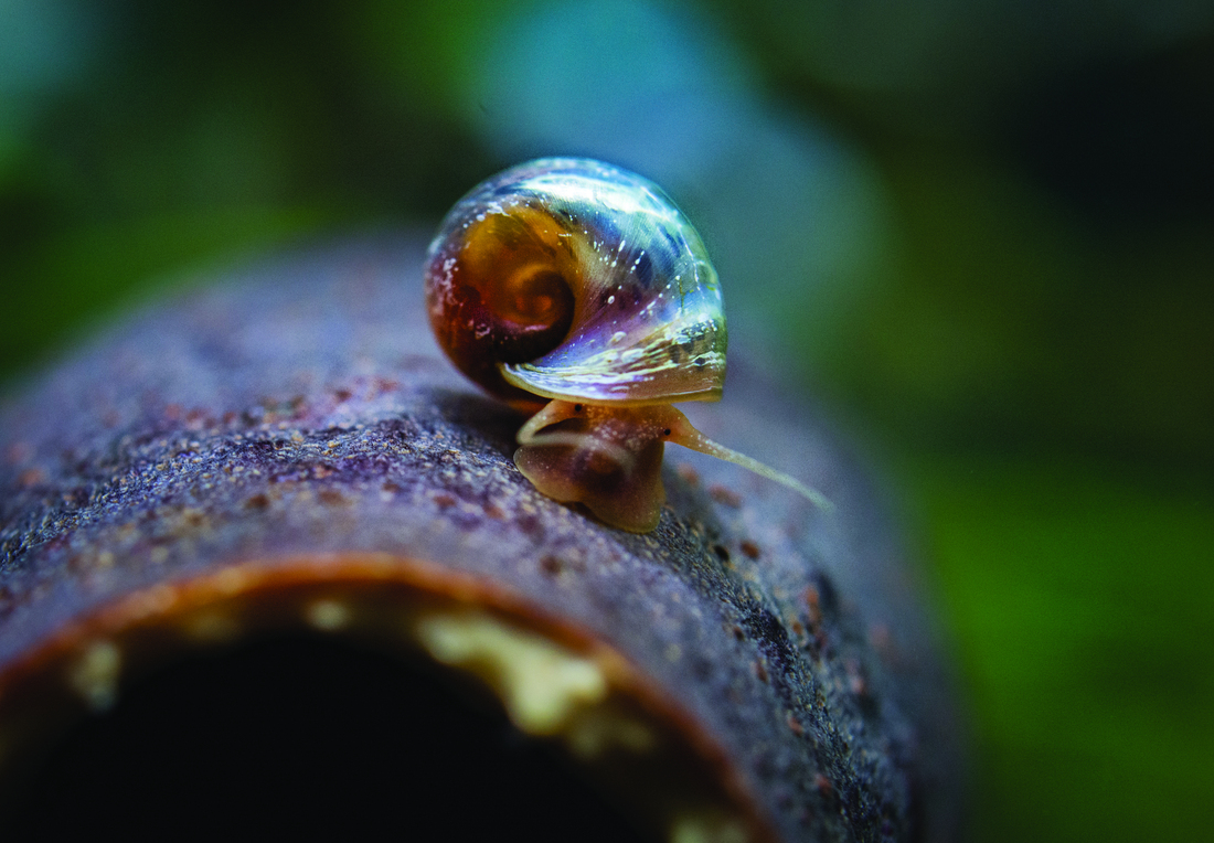 Freshwater Snails