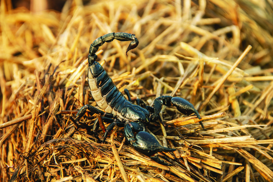 Scorpion