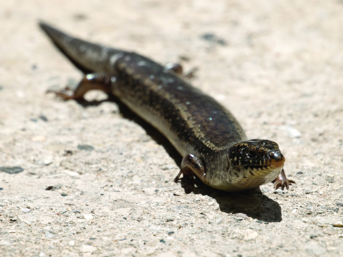 Ocellated Skink