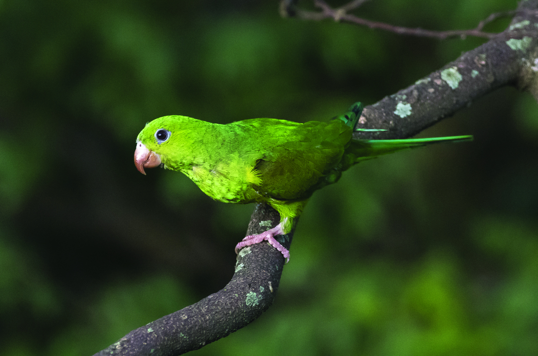 Canary Winged Parakeet