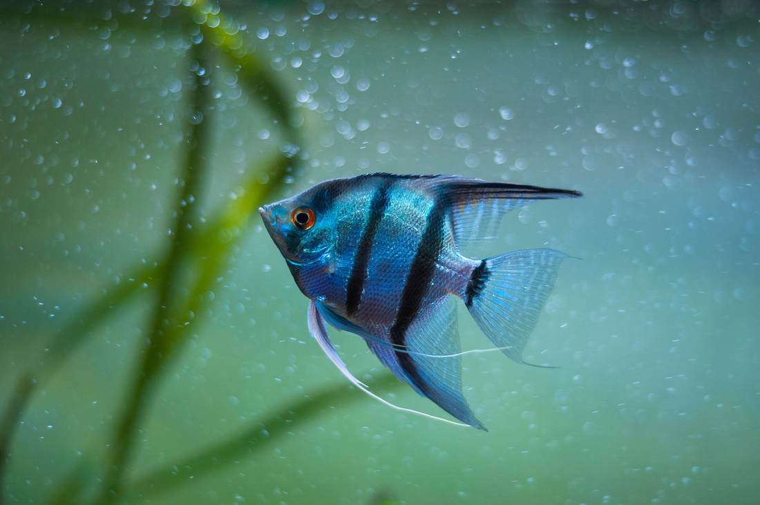 Angle Fish Types Of Freshwater Angelfish