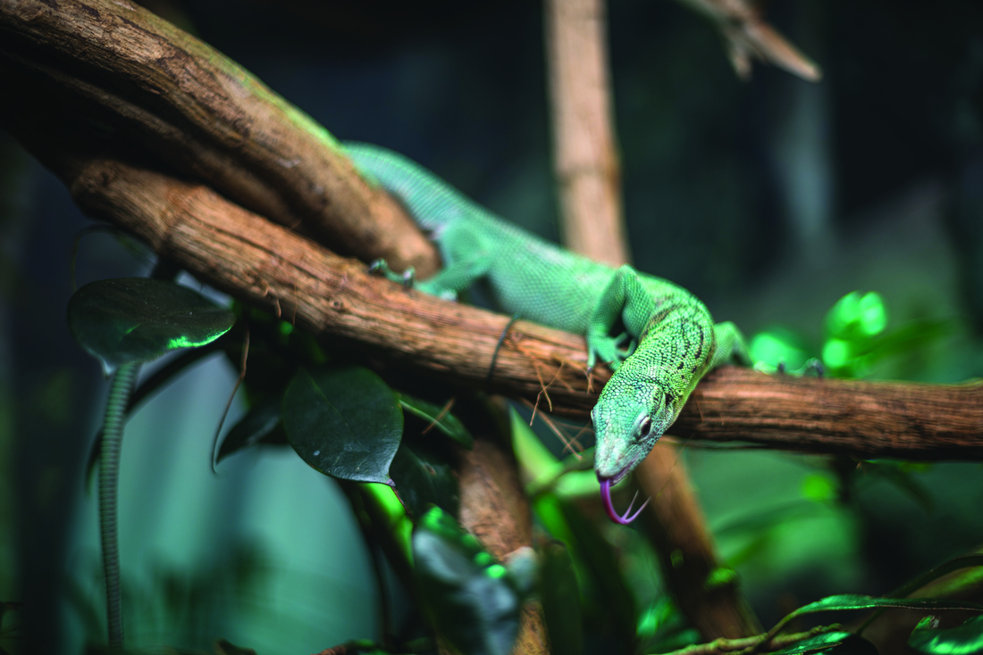 Green Keeled Lizard